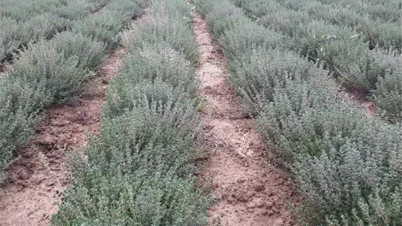 دليل زراعة الزعتر.. مواعيد الزراعة وعدد الحشات والإنتاجية المتوقعة