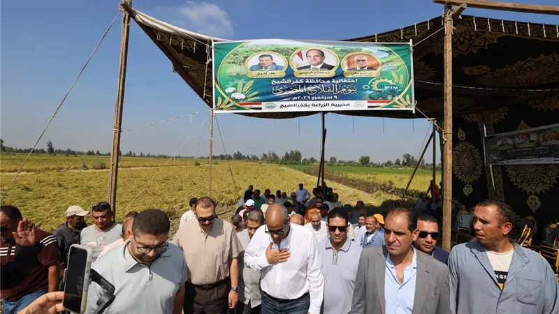 محافظ كفرالشيخ يشهد انطلاق موسم حصاد الأرز من حقول قرية المرابعين وسط فرحة المزارعين