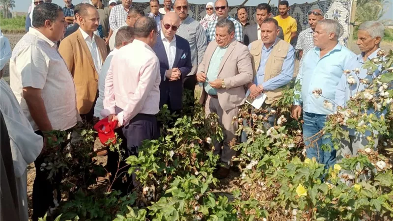 عودة الذهب الأبيض.. محافظة الفيوم تفتتح موسم جني القطن وتتصدر صعيد مصر بجيزة 98