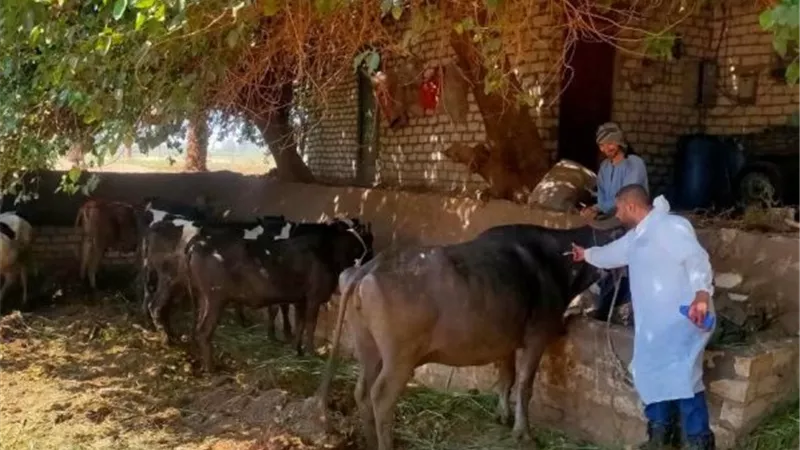 الطب البيطري بالمنيا يحصّن 75 ألف رأس ضد الحمى القلاعية والوادي المتصدع.. حملة لحماية الثروة الحيوانية
