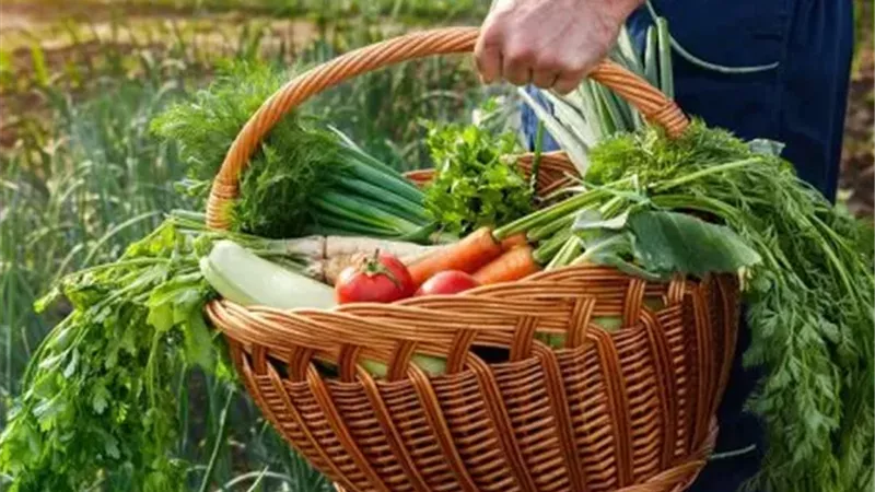 المحاصيل المناسبة لشهر سبتمبر.. دليل للمزارعين لاختيار الزراعات وفق طبيعة كل منطقة