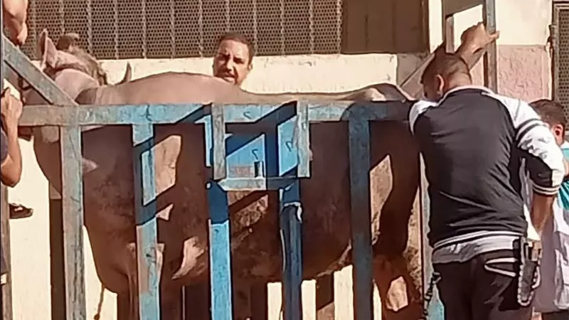 بعد ذبح 25 رأس ماشية.. محافظ أسيوط يشدد على الرقابة البيطرية وضمان سلامة اللحوم للمواطنين