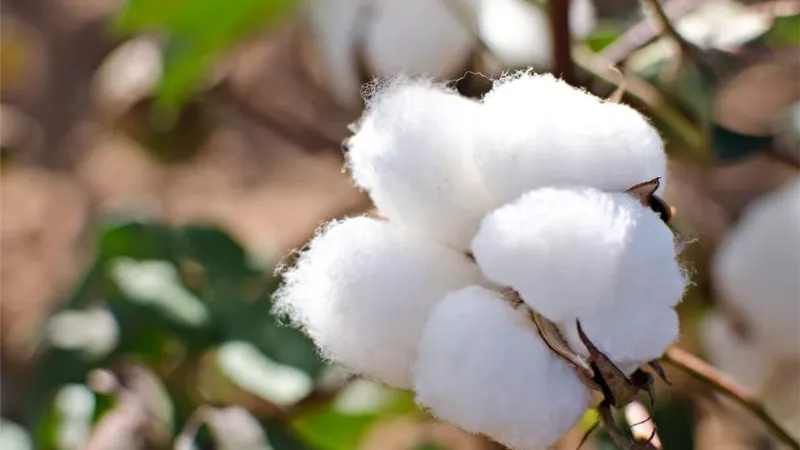 تحذيرات لمزارعي القطن.. التبقع والذبول والاحمرار الفسيولوجي أبرز التحديات