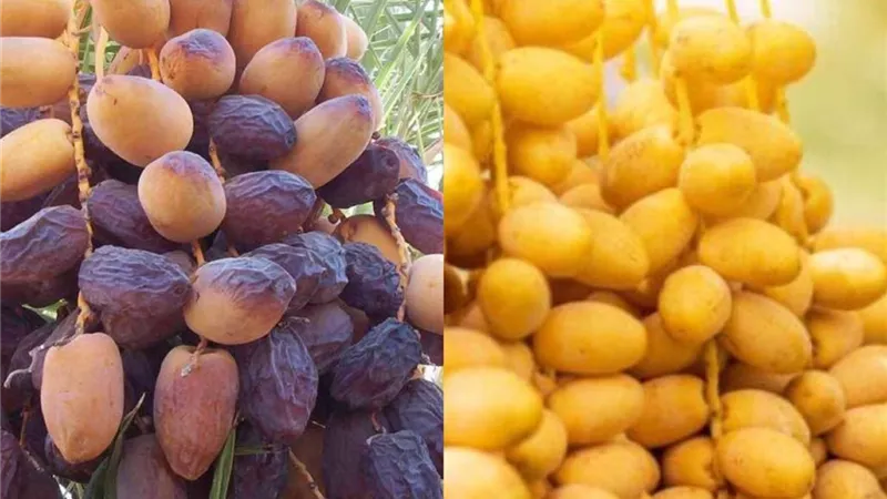 دراسة تكشف تأثيرًا محتملًا لتمر البرحي في مكافحة سرطان الكبد