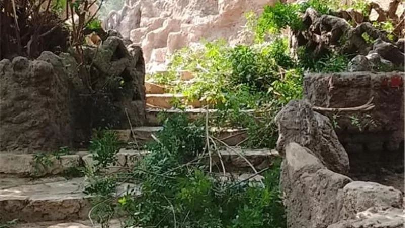 بعد معاينة ميدانية.. «الزراعة» تحسم الجدل: أشجار حديقة الأسماك بالزمالك سليمة ولم تتعرض للقطع