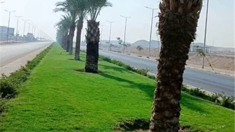 ضمن 100 مليون شجرة.. زراعة 1.9 مليون شجرة بالمدن الجديدة وخطة لإضافة 200 ألف أخري