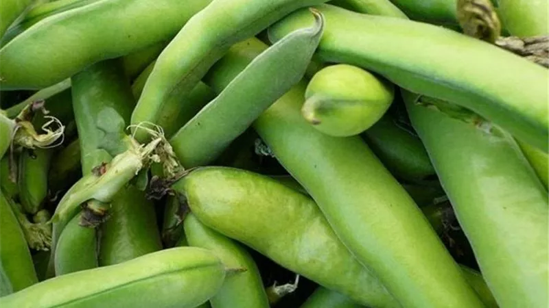 من البذور للحصاد.. خطوات زراعة الفول الأخضر في المنزل والأصص
