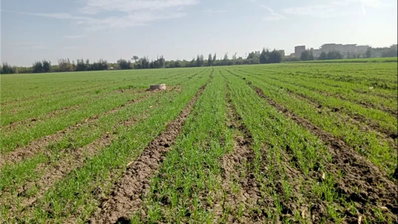 زراعة الدقهلية تنفذ ندوة إرشادية حول الاستعداد لموسم زراعة القمح