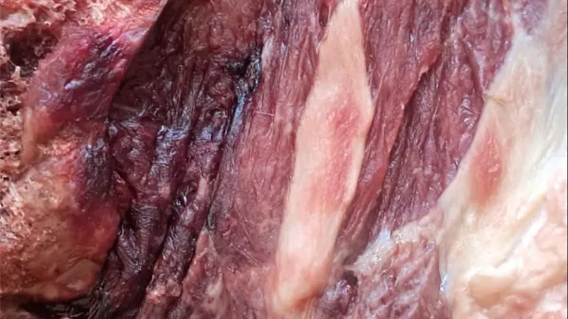 حملة تموينية بالخصوص تضبط 20 طن لحوم غير صالحة للاستهلاك الآدمي
