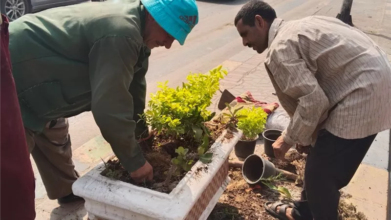 خطة موسعة لتشجير شوارع وميدان الجيزة بالأشجار والنخيل والنباتات المزهرة