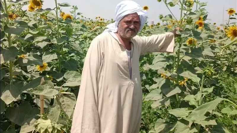متابعة ميدانية لحقول دوار الشمس المحمل مع فول الصويا بأخميم.. وحالة زراعية مبشرة بإنتاجية جيدة