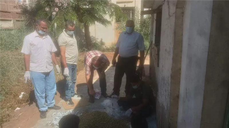  الزراعة تواصل مكافحة القوارض بالمنوفية بعد حصاد المحاصيل الصيفية