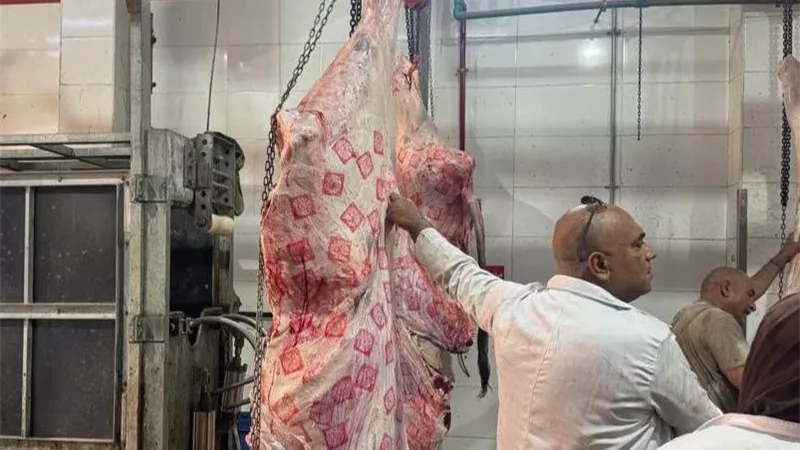 بيطري القليوبية يكثف الرقابة على المجازر والتفتيش على اللحوم