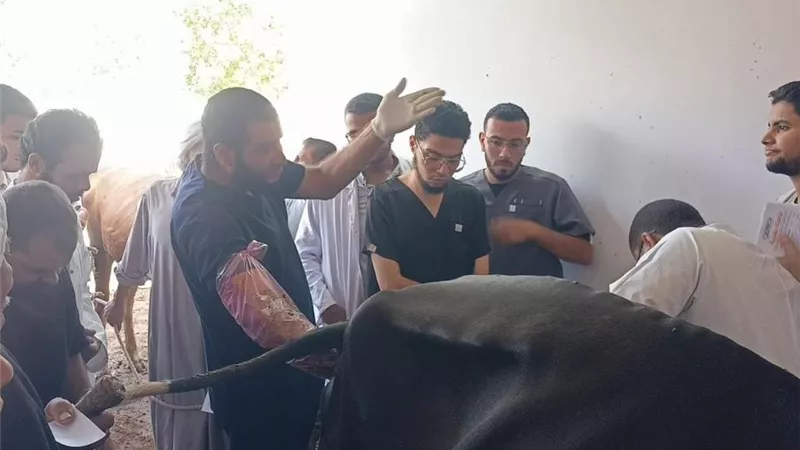 «الزراعة» تطلق قافلة بيطرية مجانية بأسيوط.. فحص وعلاج 591 رأس ماشية لـ172 مربيًا