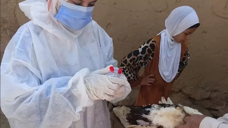«الخدمات البيطرية» ترفع جاهزية الثروة الداجنة.. سحب 9475 عينة وفحص 726 مزرعة خلال أغسطس