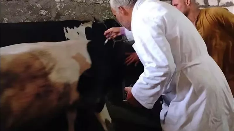 محافظ المنيا: تحصين 110 آلاف و832 رأس ماشية ضمن الحملة القومية ضد الحمى القلاعية وحمى الوادي المتصدع