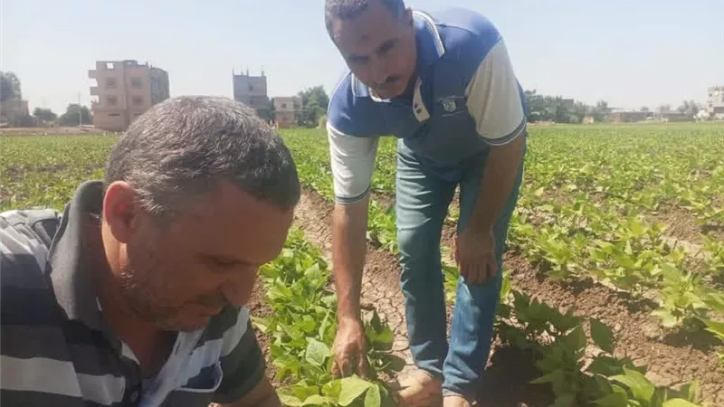 «زراعة المنوفية» تشدد الرقابة على محال المبيدات والأسمدة وتتابع الزراعات الشتوية بأشمون