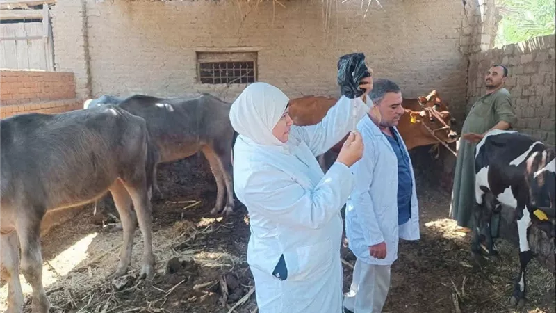 «الطب البيطري» بالمنوفية تكثف التحصينات والرقابة لحماية الثروة الحيوانية والداجنة خلال أغسطس