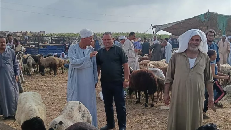 تحصين 213 ألف رأس ماشية انطلاق الحملة في الجيزة
