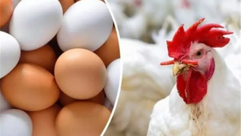 بعد 6 أشهر من الخسائر.. اتحاد منتجي الدواجن يكشف أسباب تحرك أسعار الفراخ والبيض