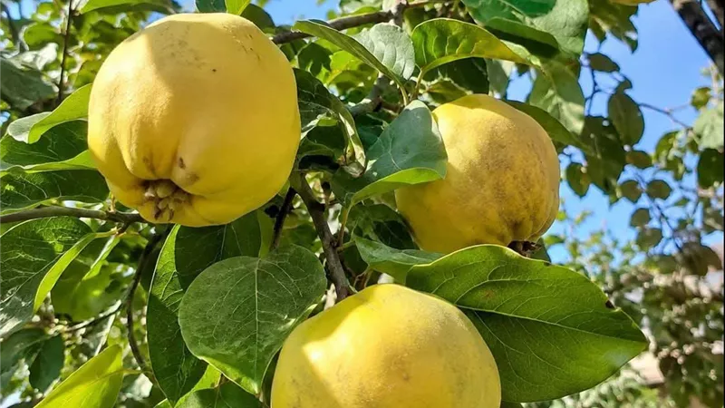 السفرجل.. شجرة مثمرة تعيد ذكريات طعم ورائحة زمان