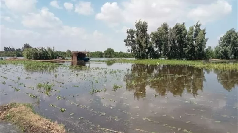 غرق 15 فداناً بالصرف الصحي يسبب الاستياء بين مزارعي منية محلة الدمنة بالدقهلية