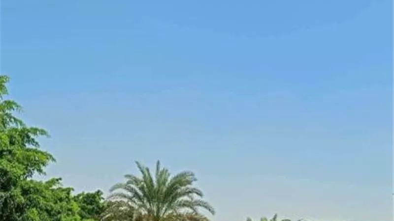 جهاز الشروق يُطلق خطة متكاملة لرفع أعداد الأشجار إلى 100 ألف وتطوير المسطحات الخضراء