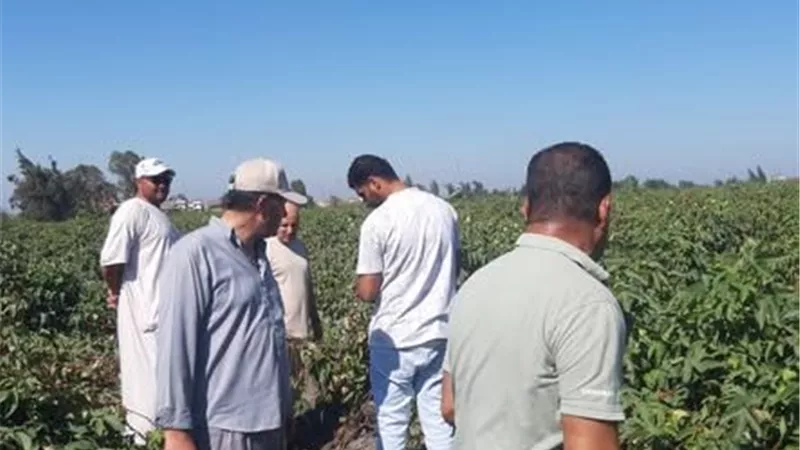 زراعة كفر الشيخ تكثف جولاتها الميدانية لحل شكاوى المزارعين ومتابعة محصول القطن