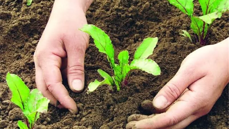 دراسة تكشف مفارقة بين الزراعة العضوية وشرائط الزهور البرية في حقول القمح