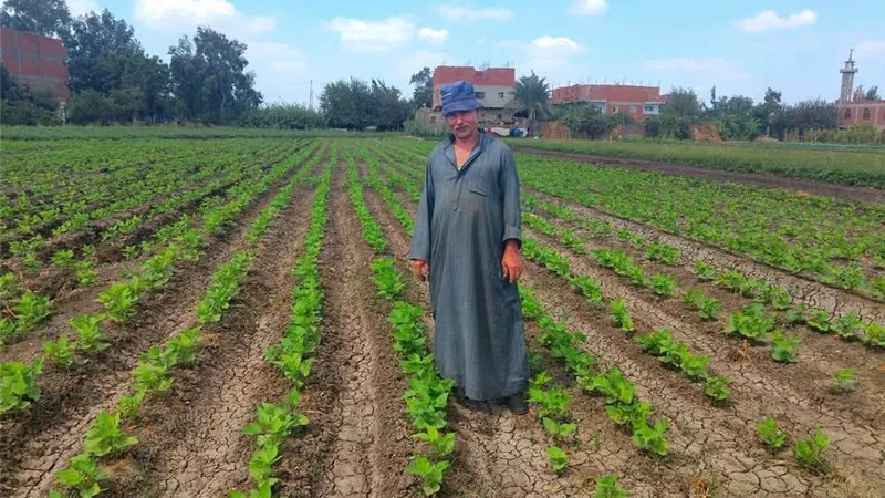زراعة المنوفية تتحرك لحماية الفاصوليا.. تحذيرات من العنكبوت الأحمر والذبول وأعفان الجذور