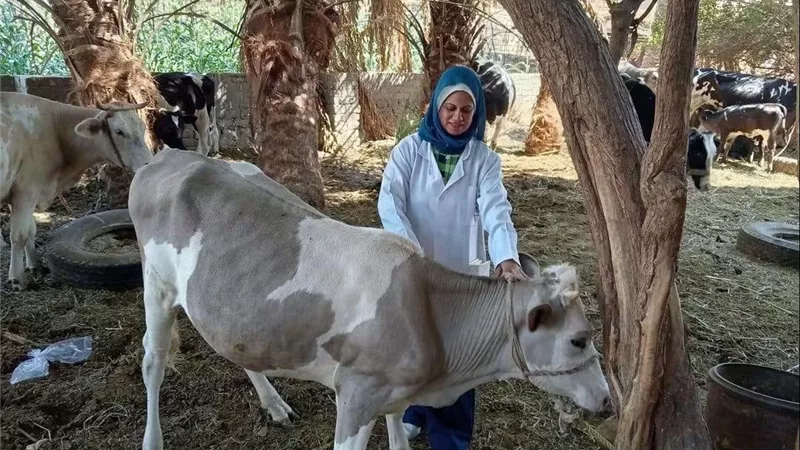 الزراعة: تقديم أكثر من 4.3 مليون جرعة تحصينية للماشية ضد «الحمى القلاعية» و«الوادي المتصدع»