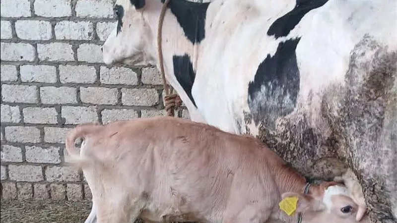 الخدمات البيطرية: جهود مكثفة لحماية الثروة الحيوانية والداجنة بالجيزة خلال أسبوع