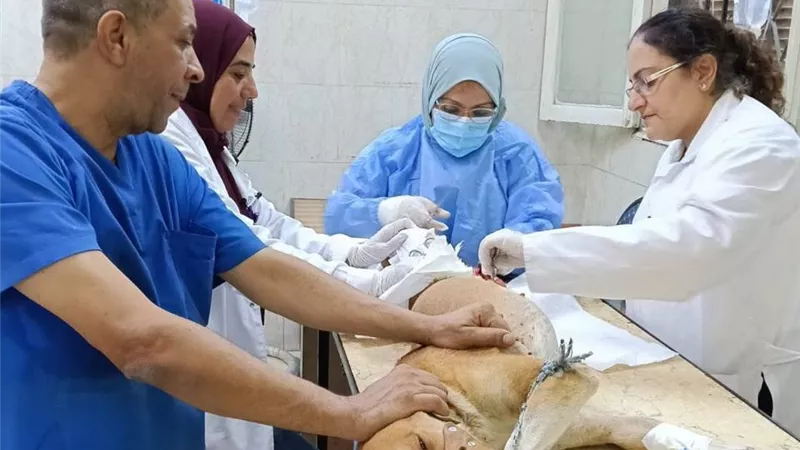 الخدمات البيطرية: جهود مكثفة لحماية الثروة الحيوانية والداجنة بالجيزة خلال أسبوع