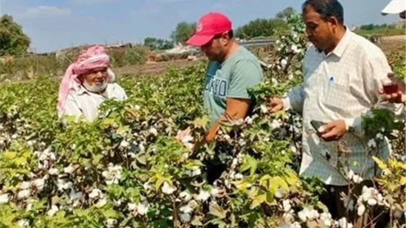 «الذهب الأبيض» يبدأ موسم الحصاد في المنوفية.. توصيات زراعية للحفاظ على جودة القطن ورفع عائد المزارعين