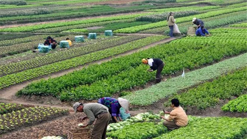 البيت المالي للفلاح المصري.. 41 مليار جنيه تمويلات زراعية من الزراعي المصري لدعم صغار المزارعين
