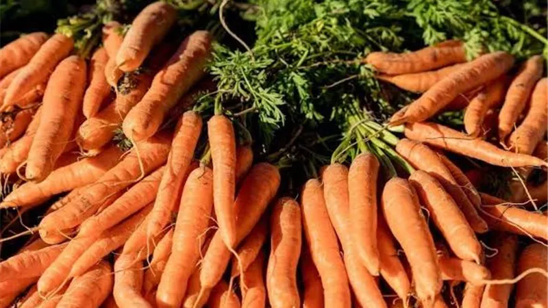 أكثر من مليون طن.. مصر والجزائر والمغرب في صدارة إنتاج الجزر واللفت بأفريقيا