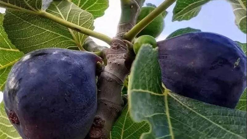 أسباب توقف نمو الأشجار حديثة الغرس.. أخطاء شائعة تهدد نجاح الزراعة