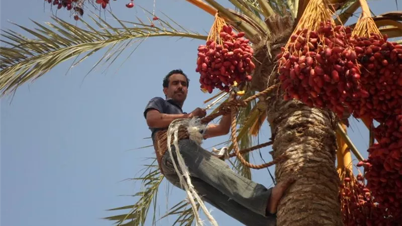 وزارة العمل تعلن عن 200 فرصة عمل بالواحات البحرية بالجيزة بمهنة عامل نخيل.. براتب 9 آلاف جنيه
