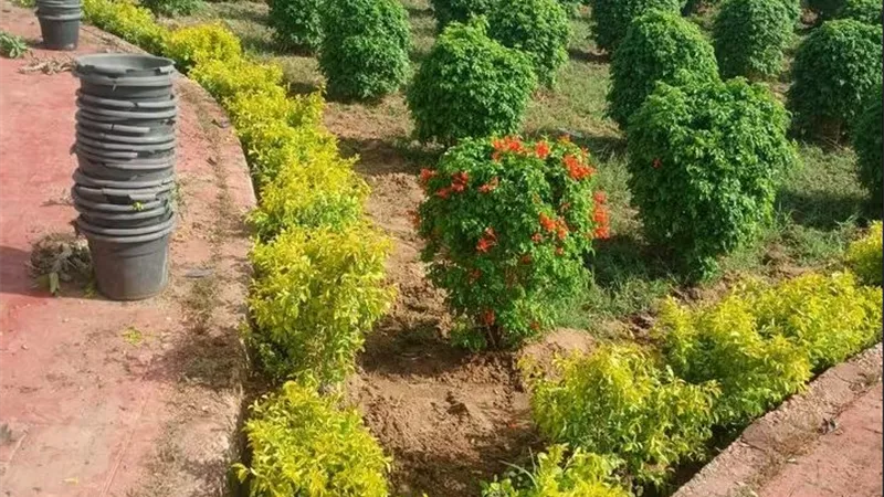 20 ألف زهرة جديدة.. الشروق تواصل خطة التطوير الأخضر ورفع كفاءة المدينة