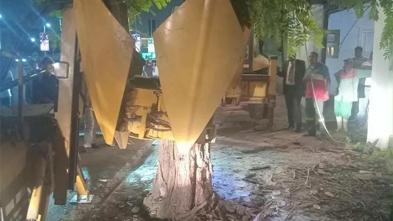 بعد سقوطها بشكل مفاجئ.. نقل وإعادة زراعة شجرة بونسيانا عمرها سنوات في مصر الجديدة.. صور