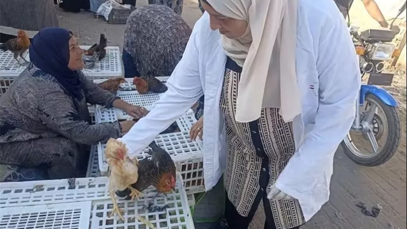 بيطري القليوبية يواصل الترصد الوبائي بأسواق الطيور الحية في طوخ