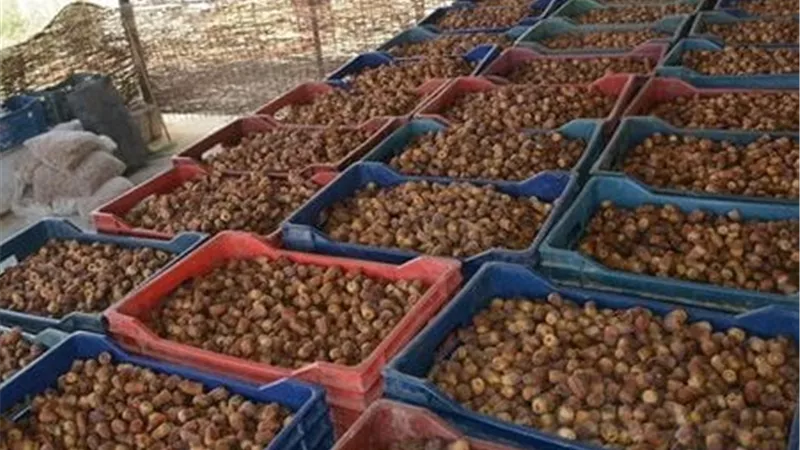 حصاد النخيل يختتم الموسم الزراعي وينعش تجارة التمور بالسعودية