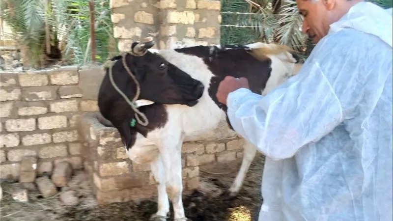 بيطري المنيا: تحصين 146 ألف رأس ماشية وأغنام وماعز ضد الأمراض الفيروسية