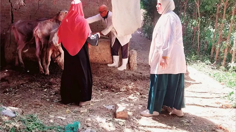 بيطري القليوبية يواصل الحملة القومية للتحصين ضد الحمى القلاعية وحمى الوادي المتصدع ببنها