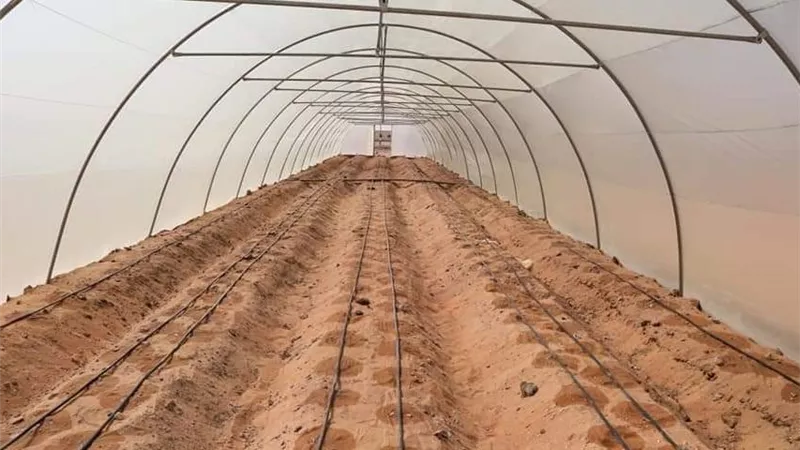 قرى درب الأربعين بالوادي الجديد تتصدر إنتاج الكمون والنباتات الطبية بمصر