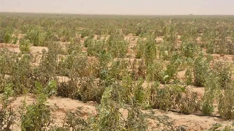 وادي الياقوت الأخضر.. مشروع قومي لإنتاج زيوت محركات الطائرات والوقود الحيوي