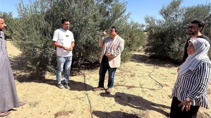 وكيل زراعة شمال سيناء يتفقد مزارع الزيتون بالشيخ زويد ويصدر توصيات الحصاد والمكافحة