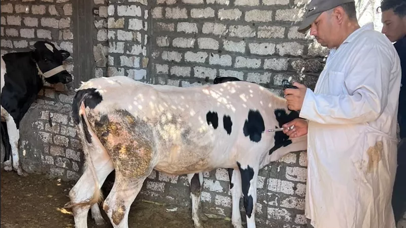 تحصين 72 ألف رأس ماشية بالبحيرة ضد الحمى القلاعية وحمى الوادي المتصدع ضمن الحملة القومية