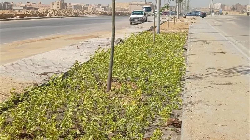 استمرار أعمال الزراعة والتنسيق بمحور العبور بالتجمع الثالث