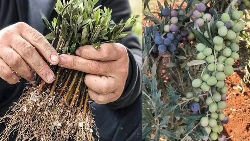 من غصن إلى شجرة مثمرة.. أسرار نجاح إكثار الزيتون بالعُقل وإنتاج شتلات قوية